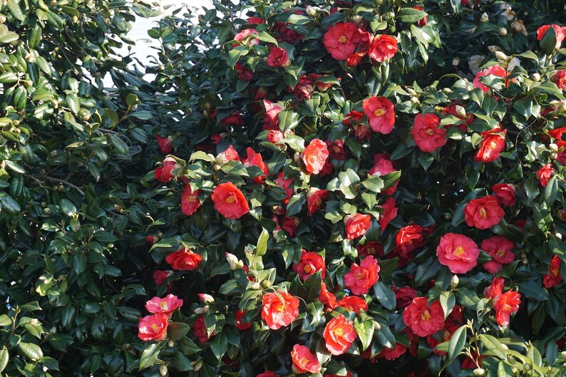 Shishi Gashira Camellia Shrub: Dwarf Camellia Perennial Pink | Etsy