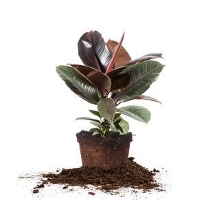 May include: A potted rubber plant with dark green and burgundy leaves. The plant is sitting on a pile of brown soil.