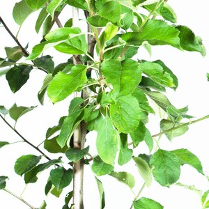 Puede incluir: Un manzano joven con hojas verdes y un tronco marr&oacute;n. El &aacute;rbol est&aacute; creciendo en una maceta y est&aacute; listo para ser plantado en el suelo.