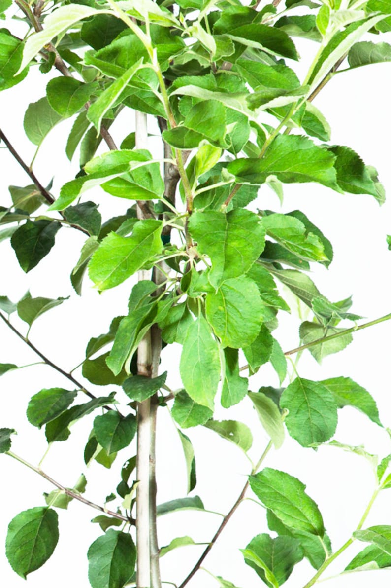 Puede incluir: Un manzano joven con hojas verdes y un tronco marr&oacute;n. El &aacute;rbol est&aacute; creciendo en una maceta y est&aacute; listo para ser plantado en el suelo.