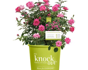 Pink Double Knock Out® Rose Bush - Large Bubblegum Pink Flowers - Reblooming - Disease Resistant