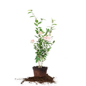 Camellia High Fragrance: Camellia Japonica &#39;High Fragrance&#39;, Perennial, Pink Flowers