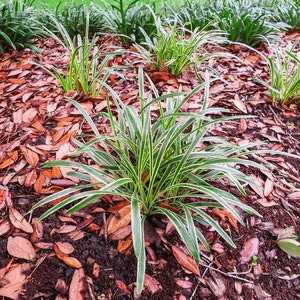 Variegated Liriope: Liriope muscari 'Variegata', Monkey Grass, Creeping Lilyturf image 4