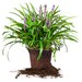 Royal Purple Liriope - 1" Qt pot