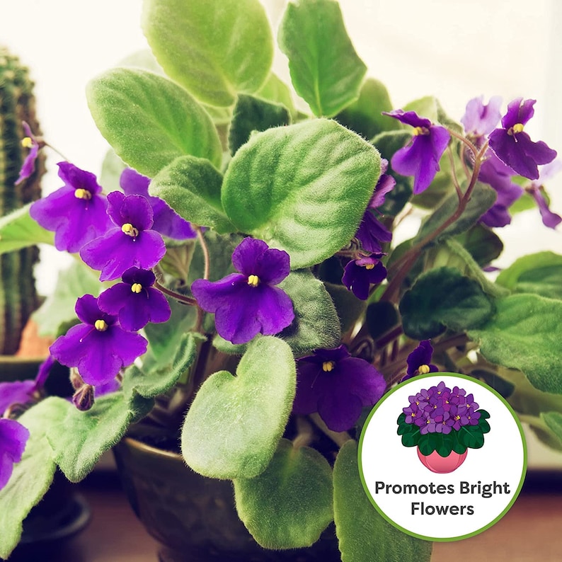 May include: A close-up of a vibrant African violet plant with deep purple flowers and lush green leaves. The plant is in a brown pot and the text "Promotes Bright Flowers" is visible in a circle.