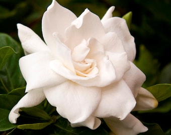 August Beauty Gardenia: Live Gardenia Plant, Flowering Shrub, Fragrant Flowers