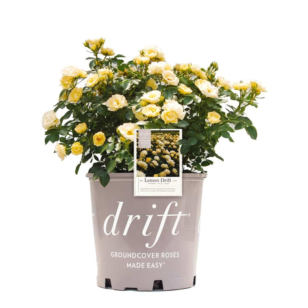 Lemon Drift® Rose Bush: Rosa X 'novarospop', Yellow Flower, Disease ...