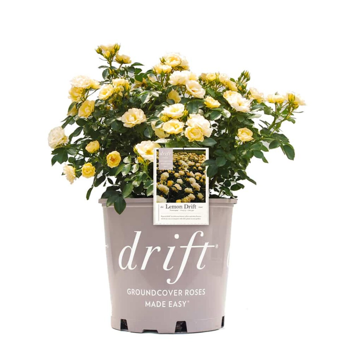 Lemon Drift® Rose Bush: Rosa X 'novarospop' Yellow - Etsy