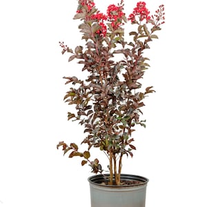 Black Diamond® Best Red™ Crape Myrtle: Lagerstroemia indica, Red Bloom, Small Garden