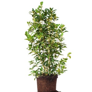 Tea Olive Shrub: Osmanthus fragrans, Sweet Tea Olive Plant, Fragrant Evergreen