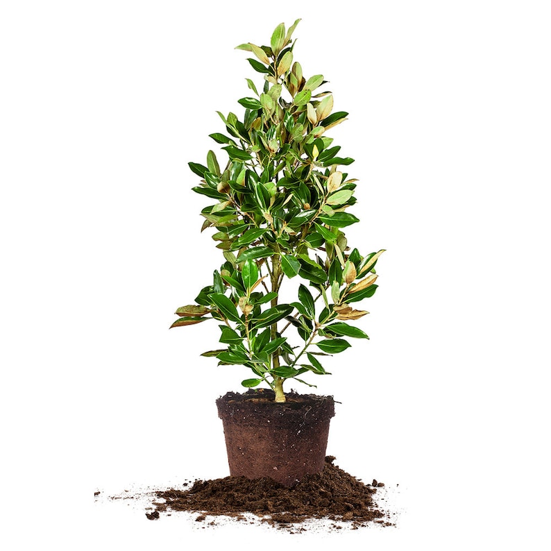 May include: A small potted tree with green and yellow leaves. The tree is in a brown pot and is surrounded by brown soil.
