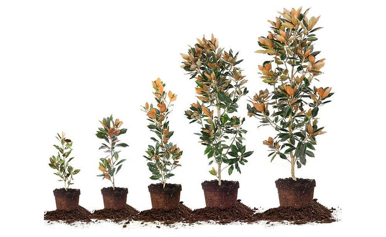 May include: Five potted magnolia trees of varying sizes, from small sapling to mature tree, with brown soil around the base of each pot.