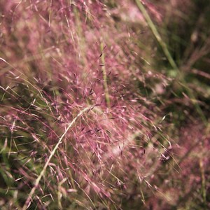 May include: A close-up of a field of pink and green grass. The grass is tall and thin, and the light is soft and diffused.
