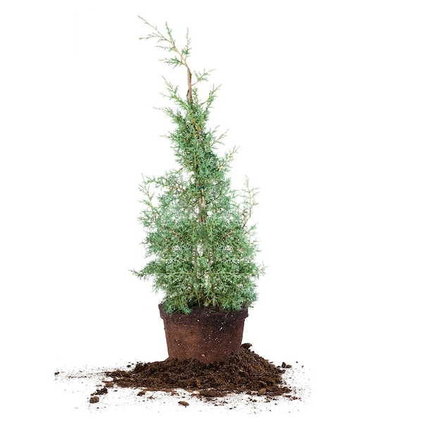 Carolina Sapphire Cypress Tree: Cupressus Arizonica var. glabra, Evergreen, Blue foliage, Low maintenance