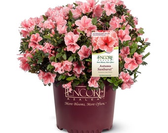 Autumn Starburst™ Encore® Azalea Shrub: Rhododendron 'Autumn Sunburst', Pink Azalea, Shade Tolerant Plant