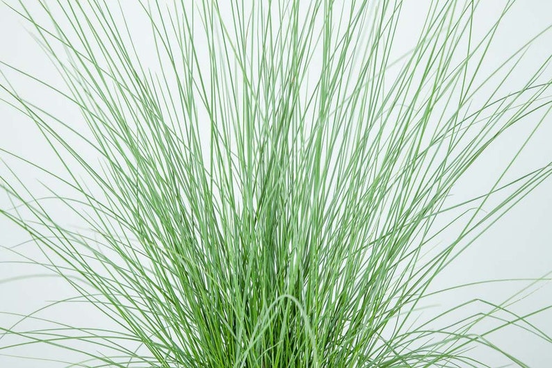 May include: A close-up of a bunch of green grass blades. The blades are long and thin, and they are all pointing in different directions.