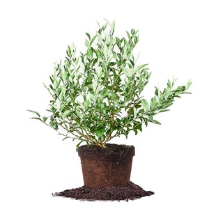 Beckyblue Blueberry Bush: Vaccinium Ashei &#39;Beckyblue&#39;, Southern Rabbiteye Blueberry, Low Maintenance
