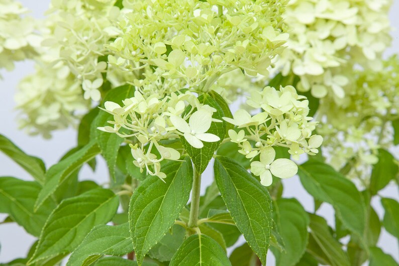 Limelight Hydrangea