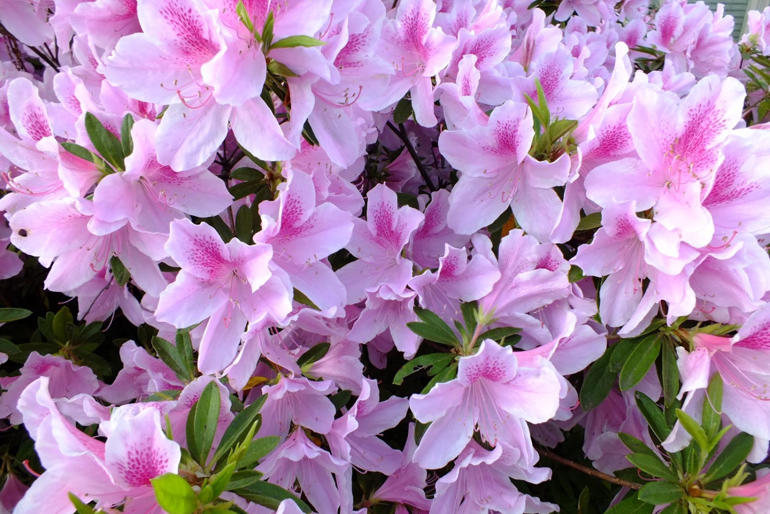George Taber Azalea: Azalea 'George L. Tabor' Pink | Etsy