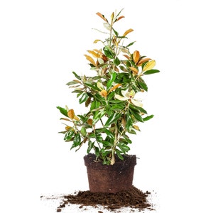 Bracken&#39;s Brown Beauty Magnolia:  Magnolia grandiflora &#39;Bracken’s Brown Beauty&#39;, Broadleaf Evergreen Magnolia, Bi-color Foliage