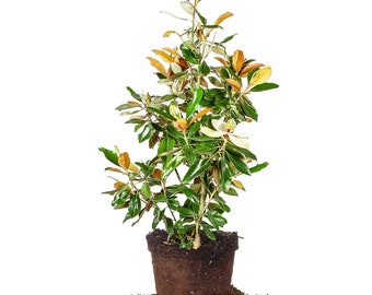 Bracken&#39;s Brown Beauty Magnolia:  Magnolia grandiflora &#39;Bracken’s Brown Beauty&#39;, Broadleaf Evergreen Magnolia, Bi-color Foliage