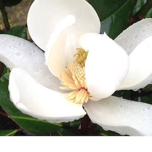 May include: A white magnolia flower with water droplets on the petals. The flower is in bloom and the center is visible.