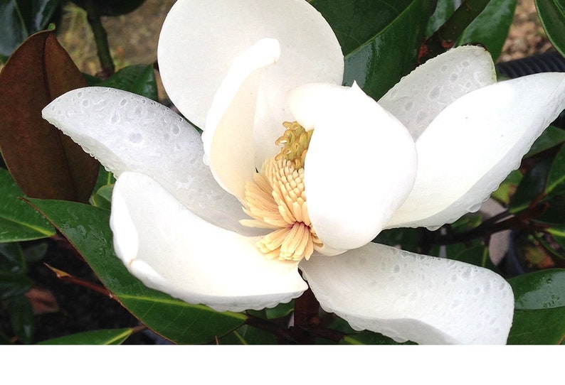 May include: A white magnolia flower with water droplets on the petals. The flower is in bloom and the center is visible.