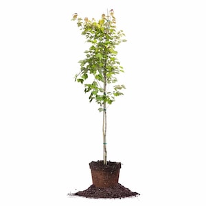 Summer Red Maple Tree: Acer rubrum ‘HOSR’, Fall Foliage, Dwarf Maple