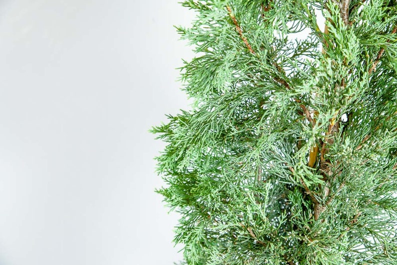 ITALIAN CYPRESS Size 5-6 ft