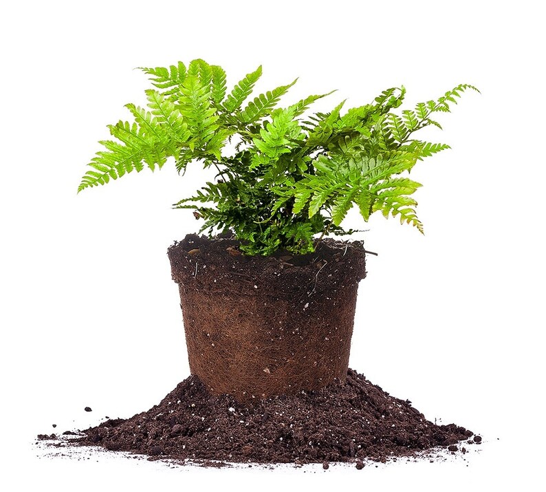 DRYOPTERIS AUTUMN FERN Size 1 gallon