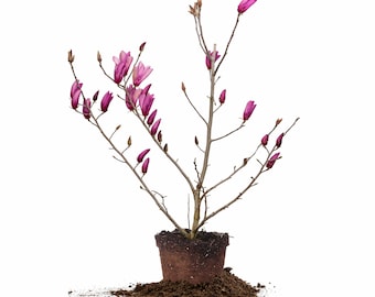 Ann Magnolia Tree: Magnolia 'Ann', Compact Shrub, Late Blooming