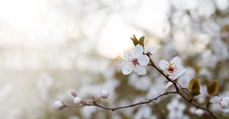 Santa Rosa Plum Tree Abundant Harvest Low Maintenance Fruit Tree Prunus salicina /'Santa Rosa/'