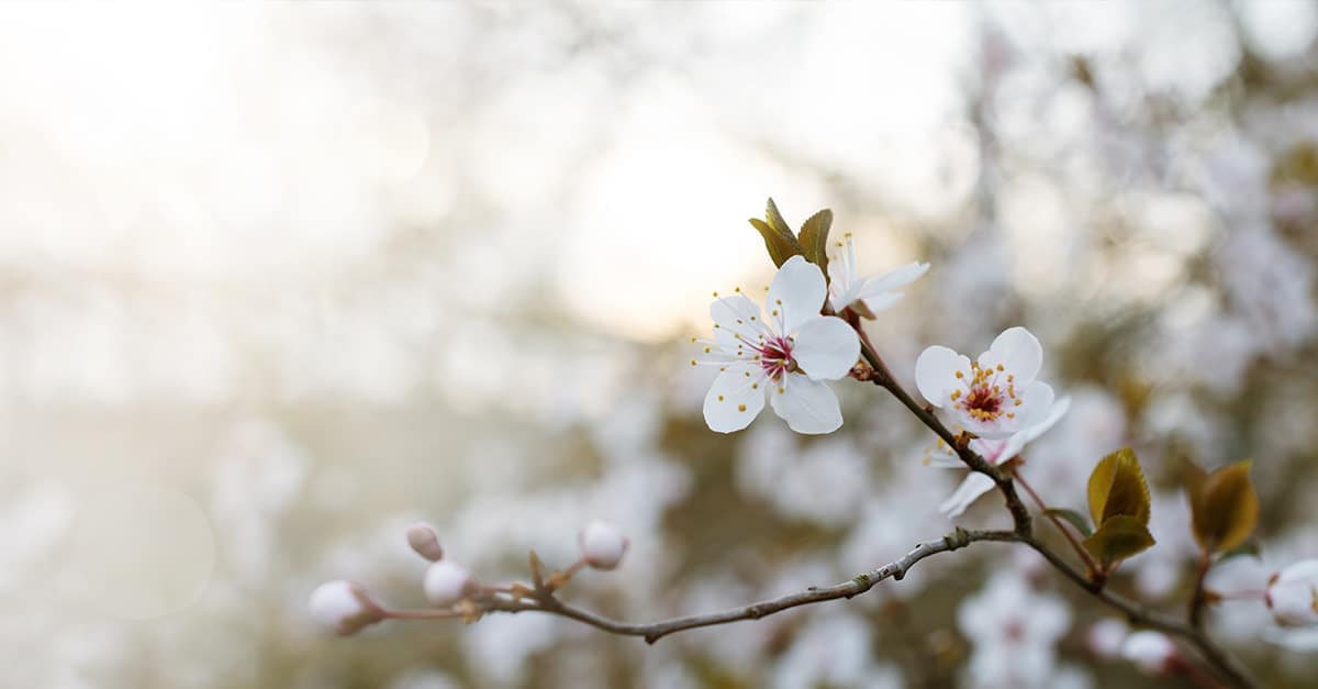 Santa Rosa Plum Tree: Prunus Salicina 'santa Rosa', Low Maintenance ...