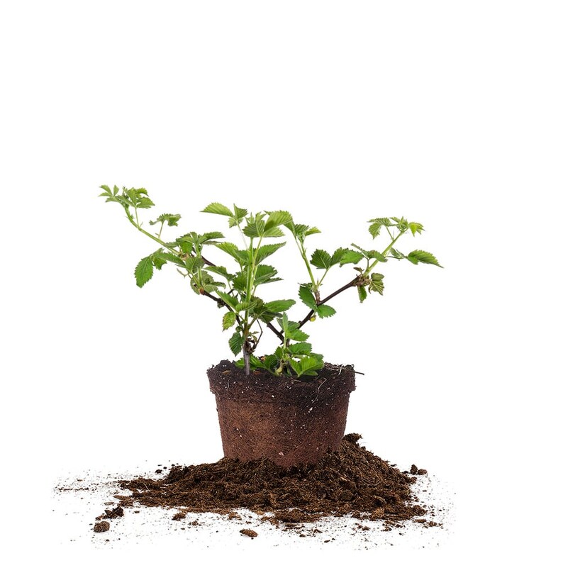 Zarzamora Arapaho: Rubus fruticosus 'Arapaho', Zarzamora sin espinas, Autopolinizante imagen 1