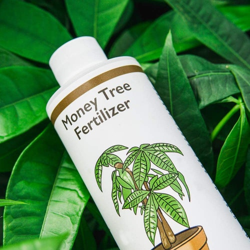 Liquid Money Tree Fertilizer Concentrated Indoor & Outdoor Etsy