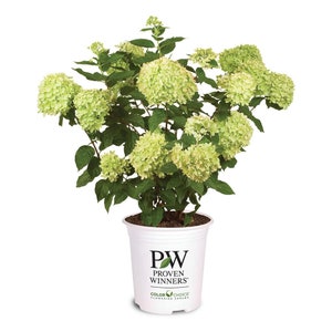 Little Lime ® Hydrangea: Hydrangea paniculata 'Little Lime", Small Stature, Clustered Blooms