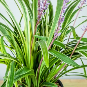 Variegated Liriope: Liriope muscari 'Variegata', Monkey Grass, Creeping Lilyturf image 2