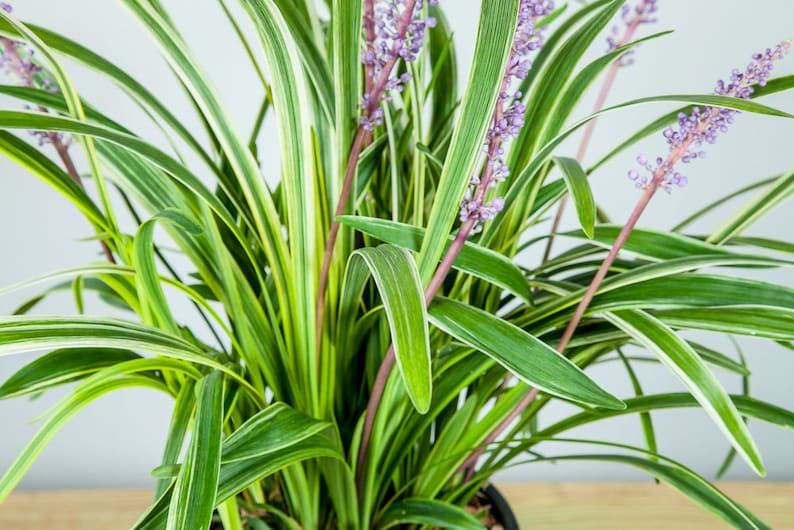 Variegated Liriope: Liriope muscari 'Variegata', Monkey Grass, Creeping Lilyturf image 2