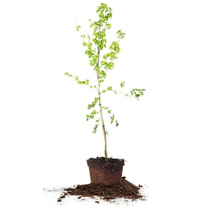 Dwarf Everbearing Mulberry Tree: Morus nigra, Black Mulberry, Self Fertile Mulberry
