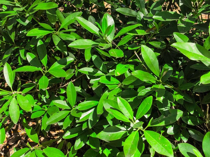Ocala Anise