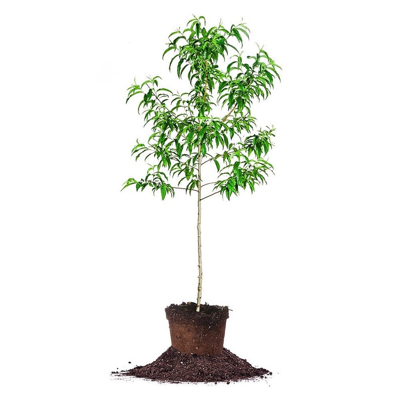 Santa Rosa Plum Tree Abundant Harvest Low Maintenance Fruit Tree Prunus salicina /'Santa Rosa/'