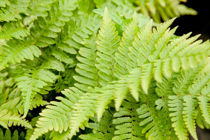 DRYOPTERIS AUTUMN FERN Size 1 gallon