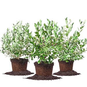 Assortment of 3 Blueberry Bushes For Best Cross Pollination: Rabbiteye Blueberry Bush