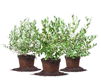 Assortment of 3 Blueberry Bushes For Best Cross Pollination: Rabbiteye Blueberry Bush