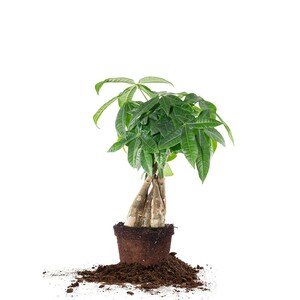 Money Tree Indoor Houseplant