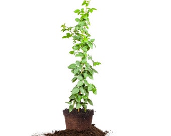 Natchez Blackberry Bush: Rubus fruticosus 'Natchez', Thornless Blackberry,