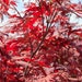 Bloodgood Japanese Maple Tree