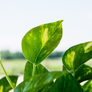 May include: Close-up of a green and yellow variegated houseplant with leaves in focus against a blurred background.
