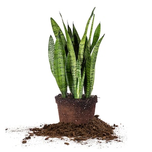 Snake Plant: Sansevieria Zeylanica, Indoor Houseplant, Bowstring Hemp
