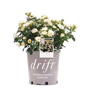 Popcorn Drift® Rose Bush: Rosa x &#39;Novarospop&#39;, Shrub Rose, Winter Hardy
